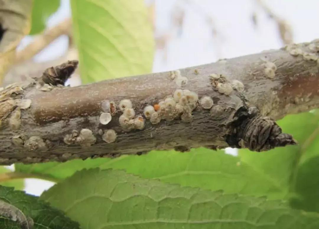苹果虫害最佳防治方法,苹果各种虫害最佳防治时间