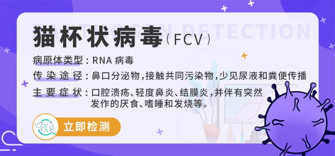 猫咪舌头有溃疡，怎么办？