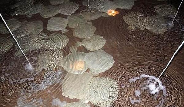 大菱鲆五种常见病图片,大菱鲆养殖常见病害