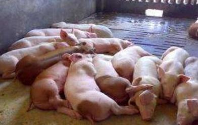 猪场全部猪整体体温低是怎么回事,猪量体温如何使用温度表