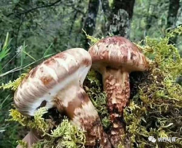 纳西族膳食,挖掘纳西饮食文化