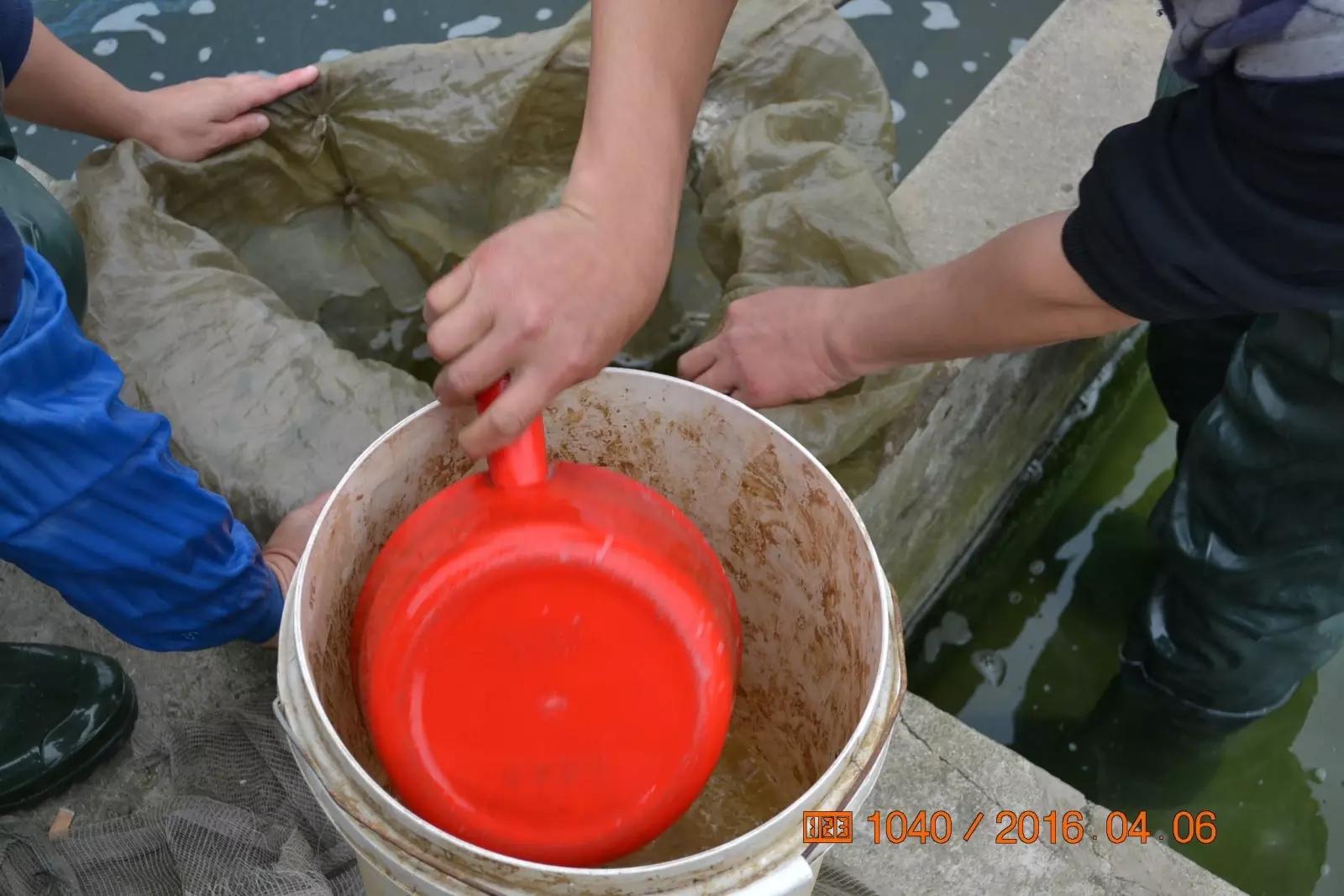 锦鲤池养殖方法图解,锦鲤繁殖全过程纪录片