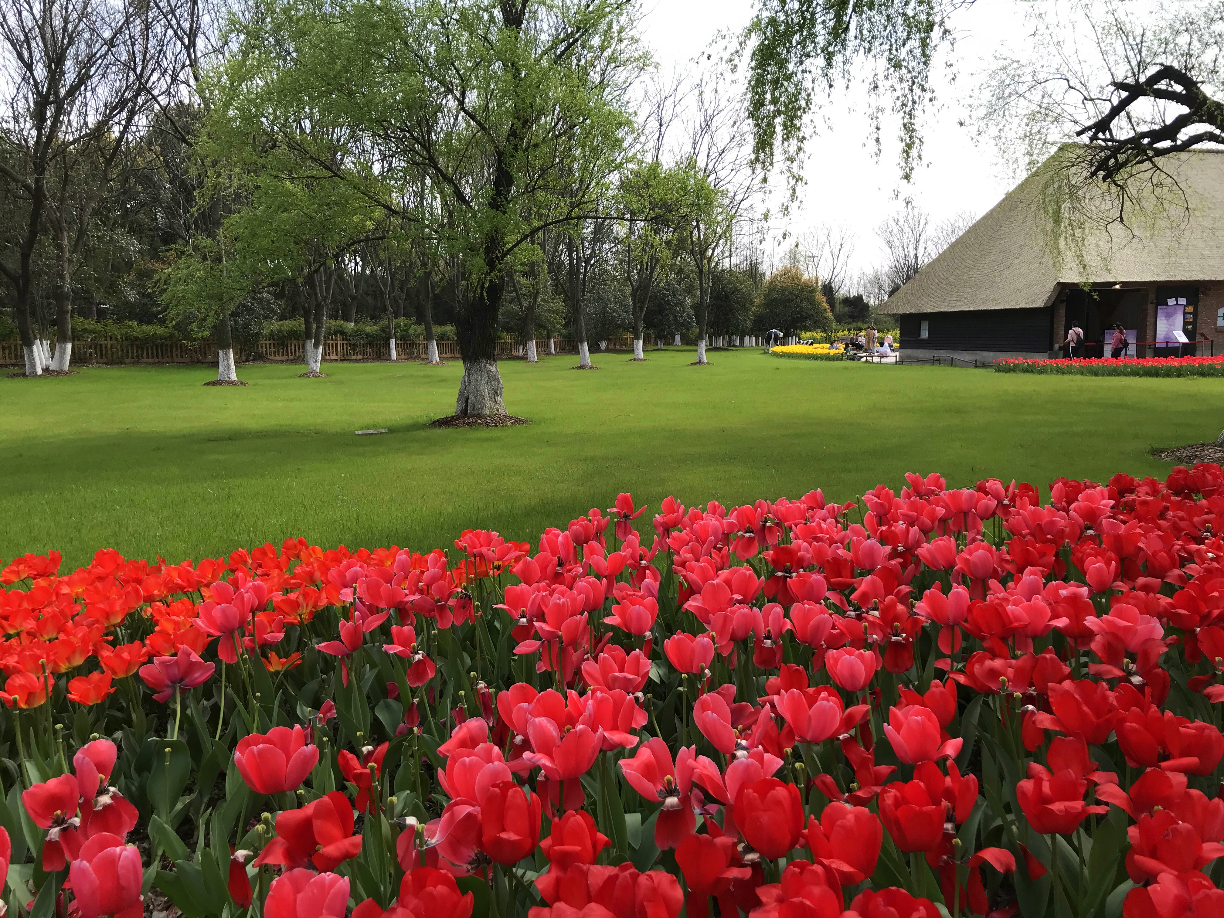 荷兰风情花园,南京绿博园的美丽