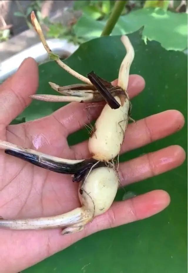 碗莲能养小鱼吗,一缸碗莲养几条小鱼