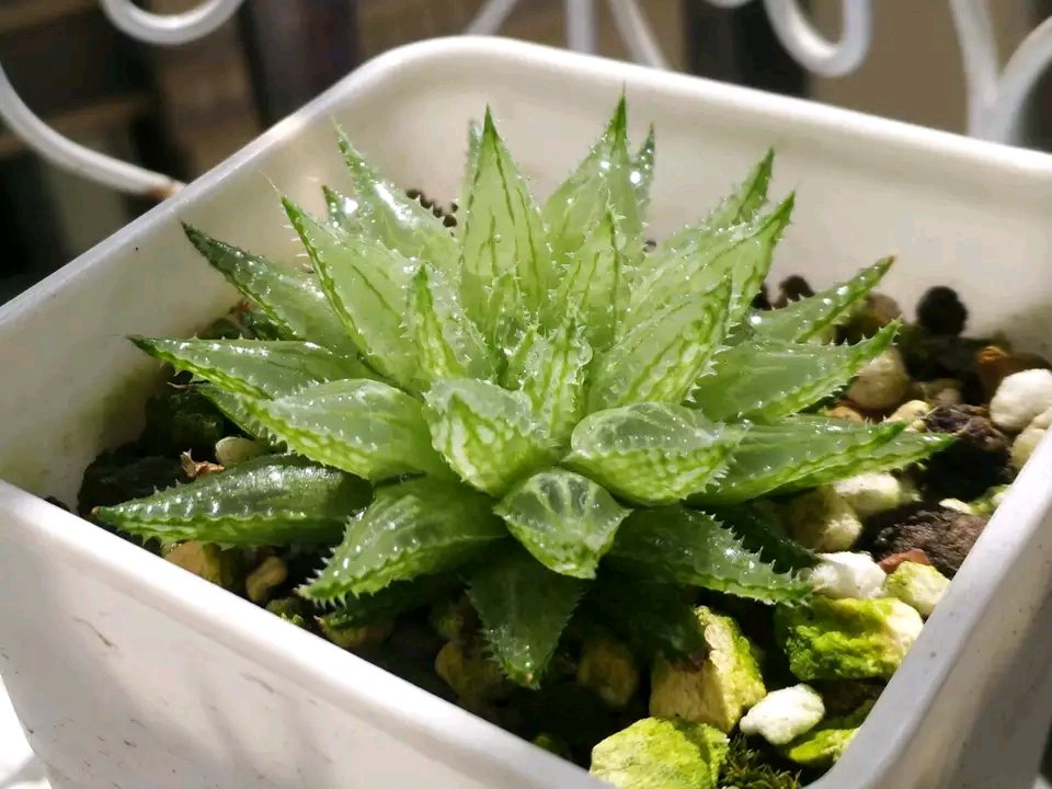 玉露多肉徒长了怎么办,玉露多肉叶片发紫不饱满