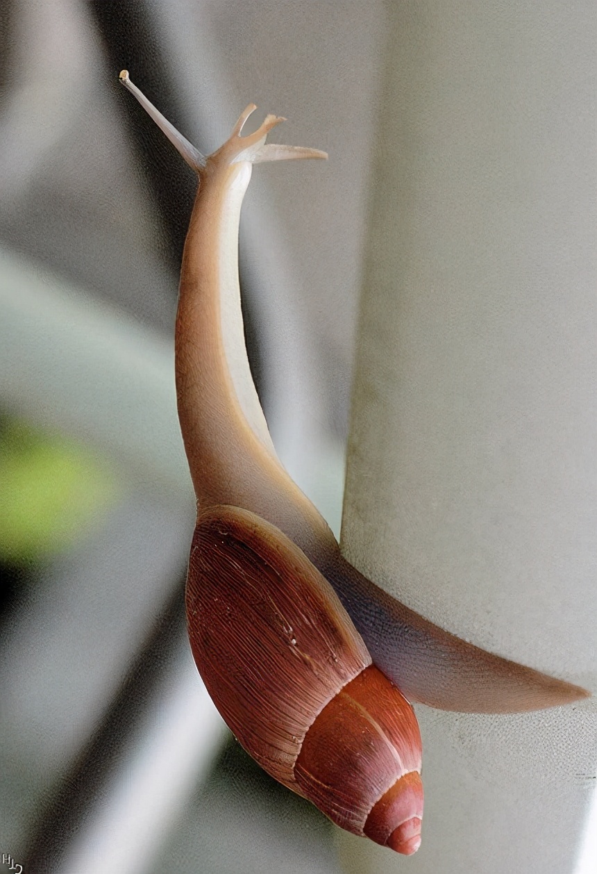 各种各样的真的小蜗牛,美丽的蜗牛图片