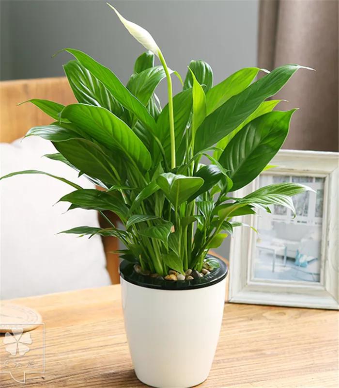 防蚊虫的花草绿植适合在院子种植,杀菌抗菌抑菌的15种花卉绿植