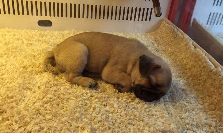 巴哥犬的饲养日常护理很重要,新手养巴哥犬