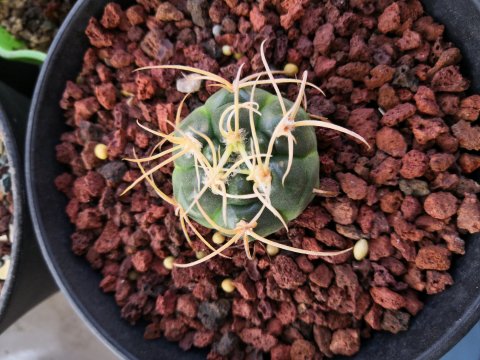 101个仙人球品种,101种仙人球开花图片