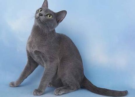 养猫必看猫咪全攻略,养猫攻略猫的品种