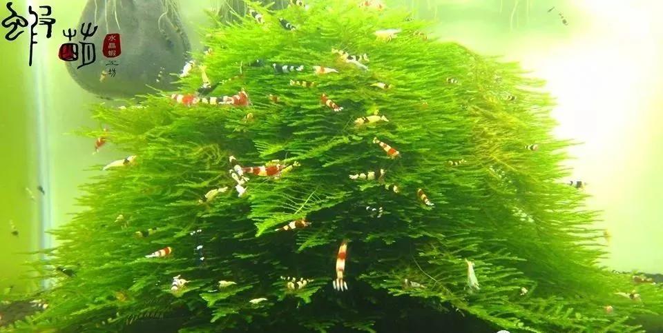 本色水景|教你认识——常见莫斯品种！水草造景学习