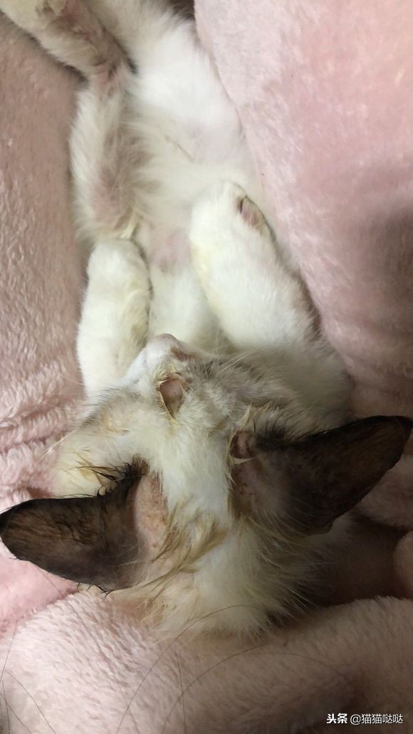 小猫得了猫癣怎么治好得快,小猫得了猫癣能治好吗