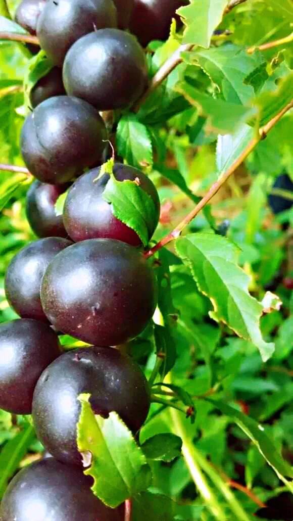 欧李～春观花，夏赏叶，秋品果；既可观赏，也可食用，一举两得。