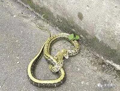 铁山坪玉峰山玩乐,铁山坪避暑游玩