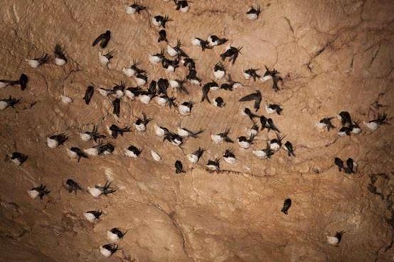 燕窝知识儿童篇,你不知道的营养知识