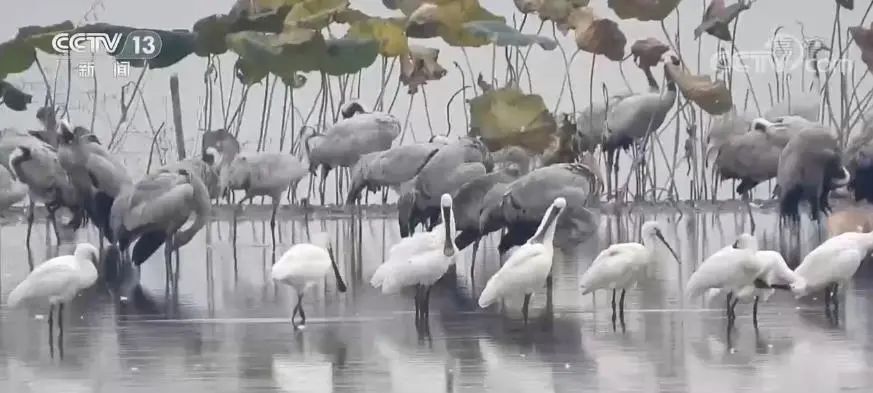 为了保护它们，广东实施这个工程