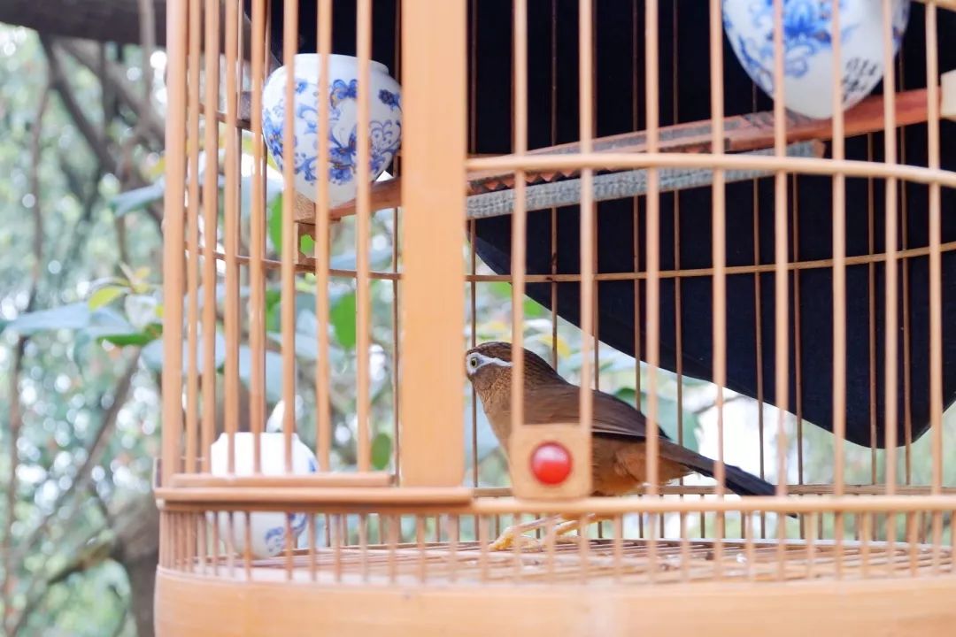 下一站泸州粤语,下一站泸州古蔺