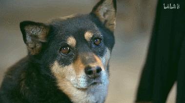 b站必看的综艺,b站能看的综艺推荐