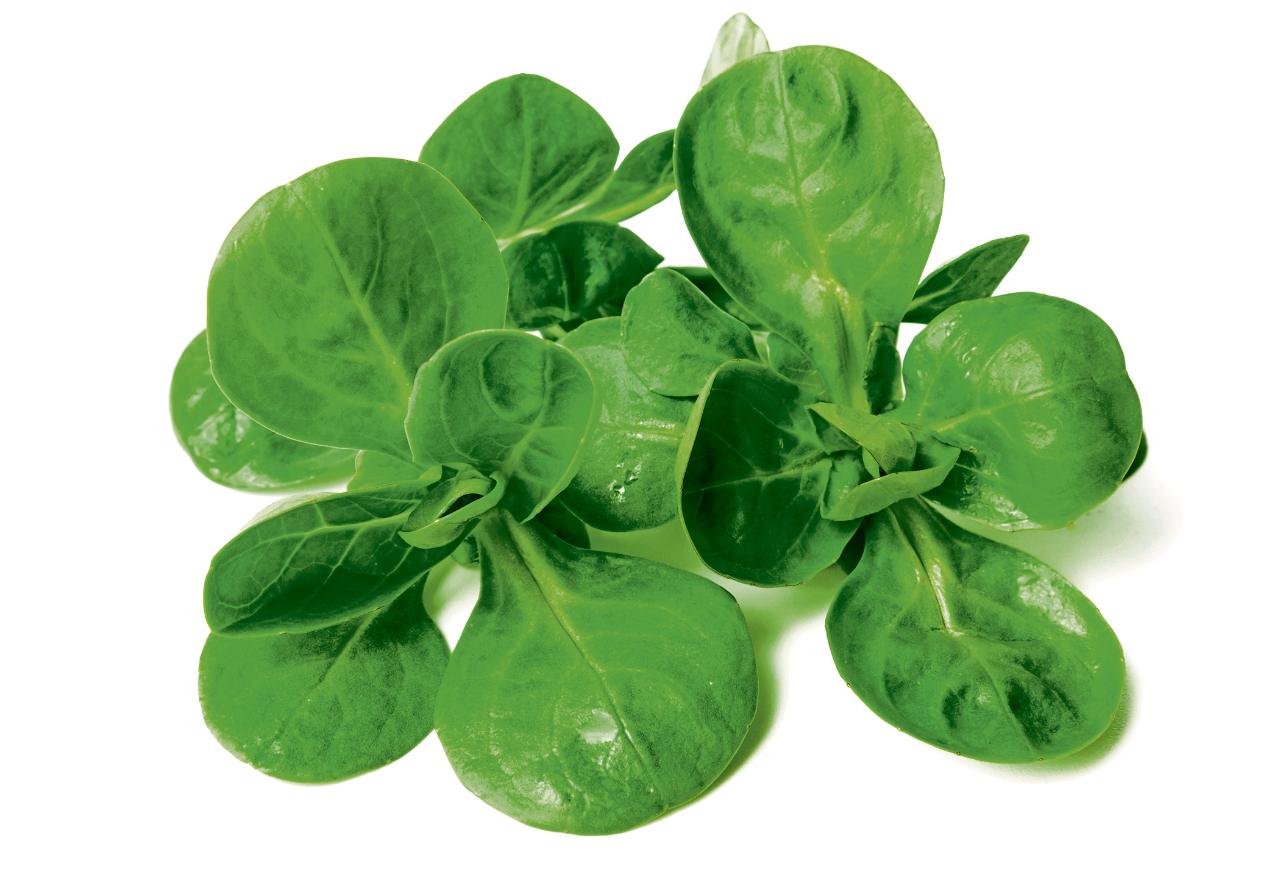 西餐哪些食物营养,西餐有些什么食物