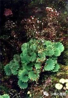 中药图片大全名称,中药图片大全带药名高清