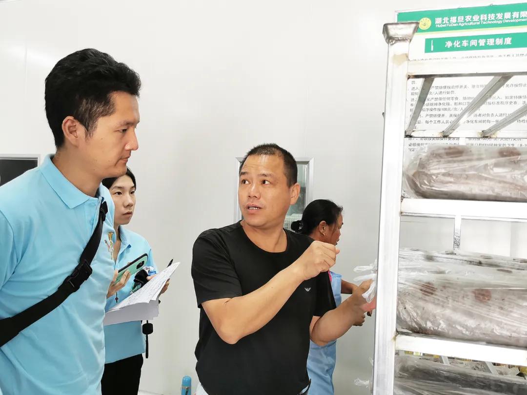 小香菇撑起团风县的“致富伞”