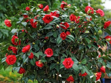 人养花花,人养花花养人哪些花养人