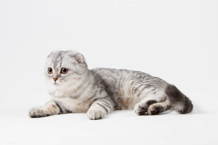 对折耳根的恐惧,不听劝养折耳猫