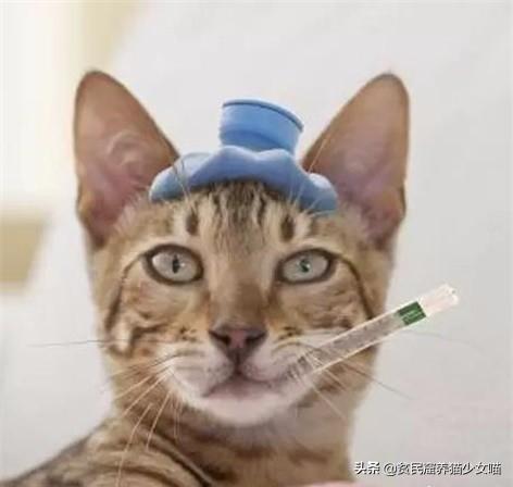 猫咪的小喷嚏可能存在大问题,铲屎关门千万不要掉以轻心