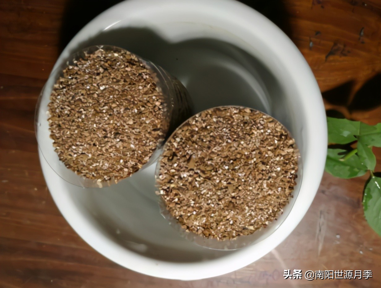 扦插小苗存活率百分之百的方法,扦插2.0撞墙法原理