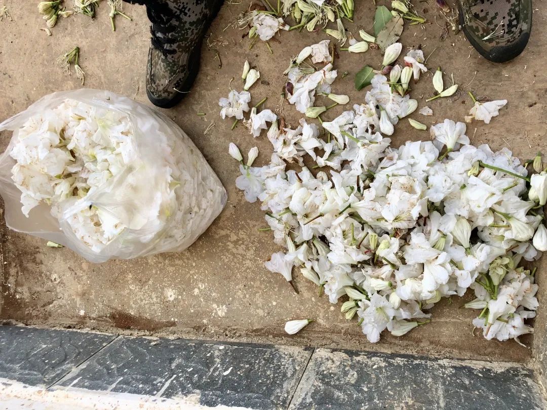 云南人最认同的本地食材,外省人来云南没有见过的菜