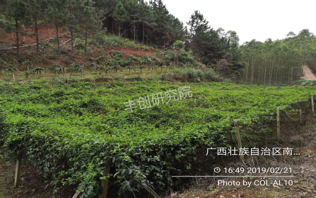 百香果苗黄化枯萎的原因,百香果苗为什么前段干枯