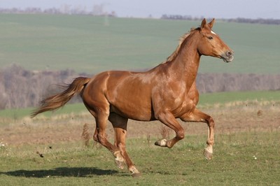 十二生肖结婚后谁说了算,12生肖结婚哪年好