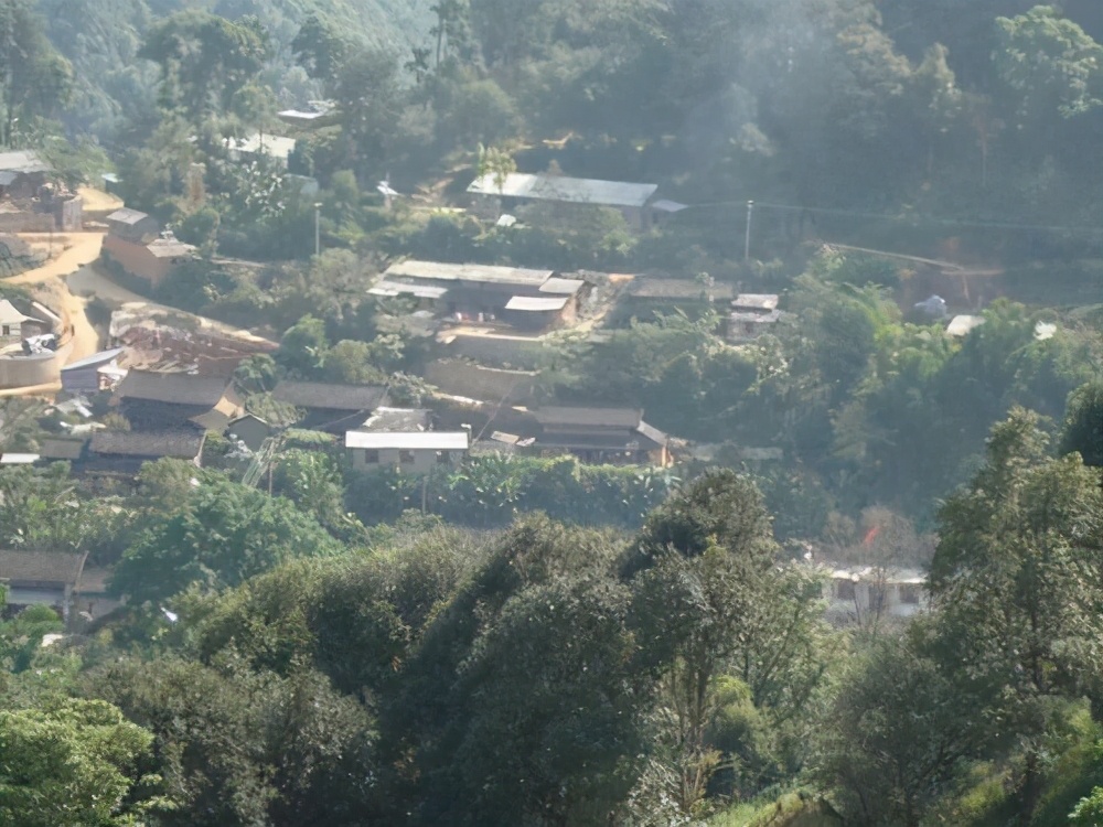 生茶张古树普洱,易武麻黑和落水洞哪个好