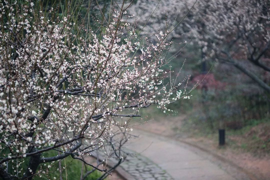 杭州孤山梅园图片,杭州赏梅园