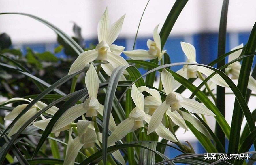 大雪素莲瓣兰和剑阳蝶多少钱一苗,莲瓣兰大雪素和老种大雪素的区别