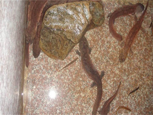 养殖娃娃鱼属于什么品种,娃娃鱼养殖描述