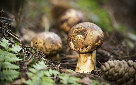 一朵蘑菇,一朵蘑菇是什么意思