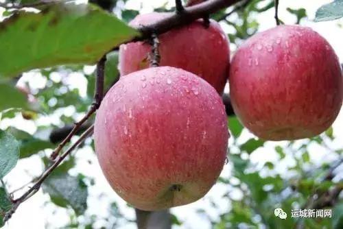 运城市苹果红富士,新苹果水果上市
