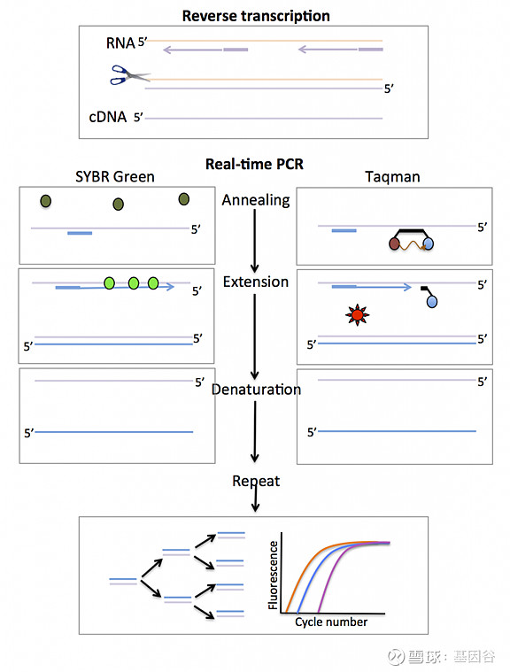 全场硬菜!分子诊断技术全解析