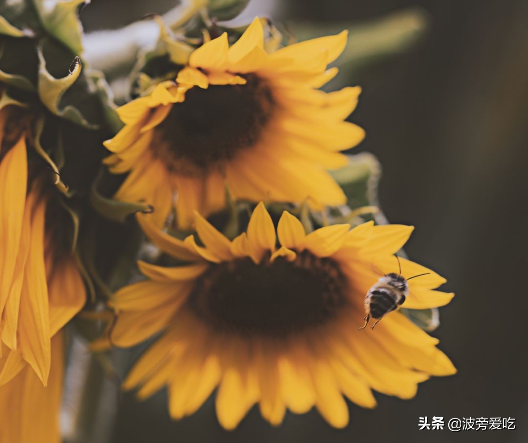 如何辨别真蜂蜜假蜂蜜,蜂蜜如何辨别真蜂蜜和假蜂蜜