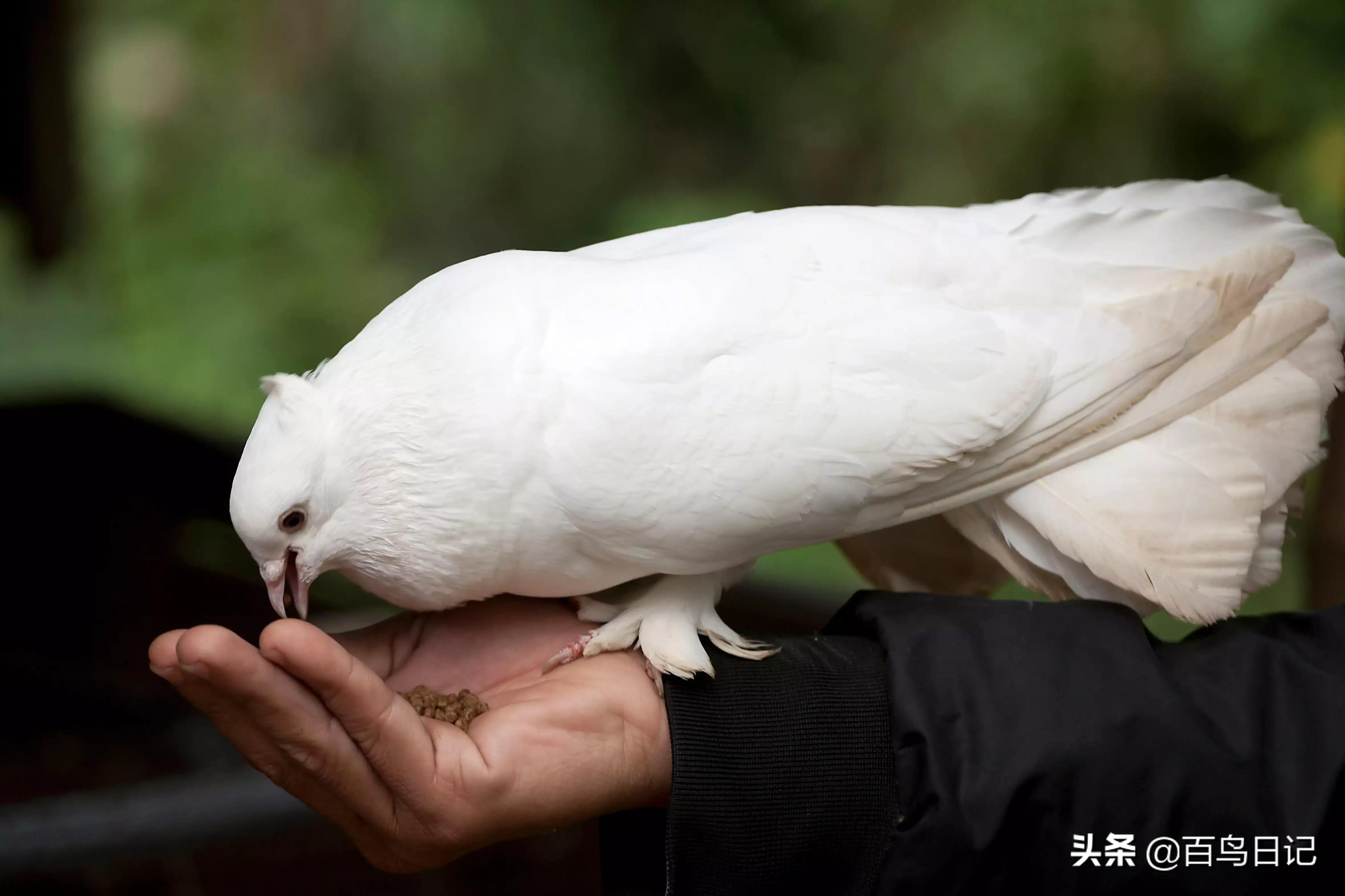 第五十三课:养鸟太麻烦?这5种低价宠物鸟可能更适合你