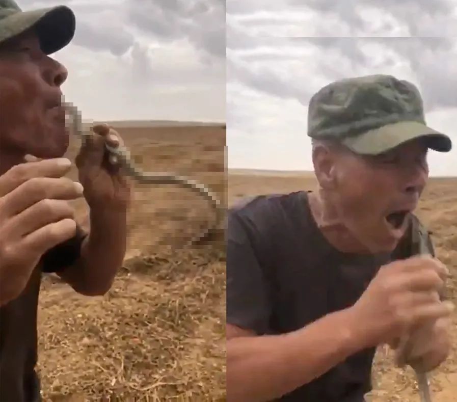 55岁大叔非要表演口吞毒蛇，被蛇咬舌身亡，草原蝰毒性有多大？