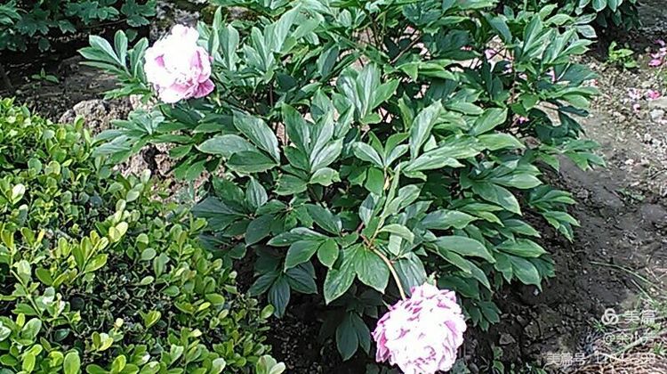 上海中山公园公寓,上海中山公园游玩攻略