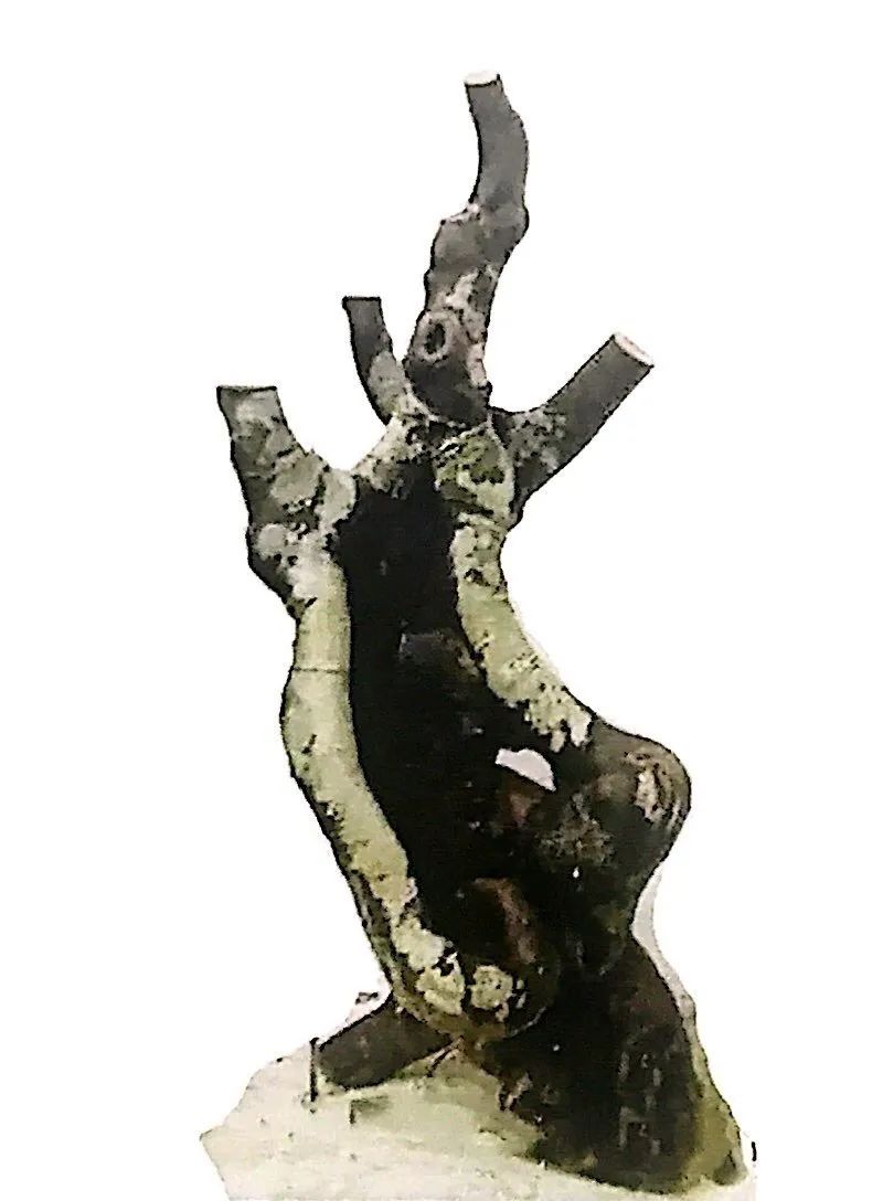 小榆树盆景设计100种形态,榆树盆景用的榆树是什么品种