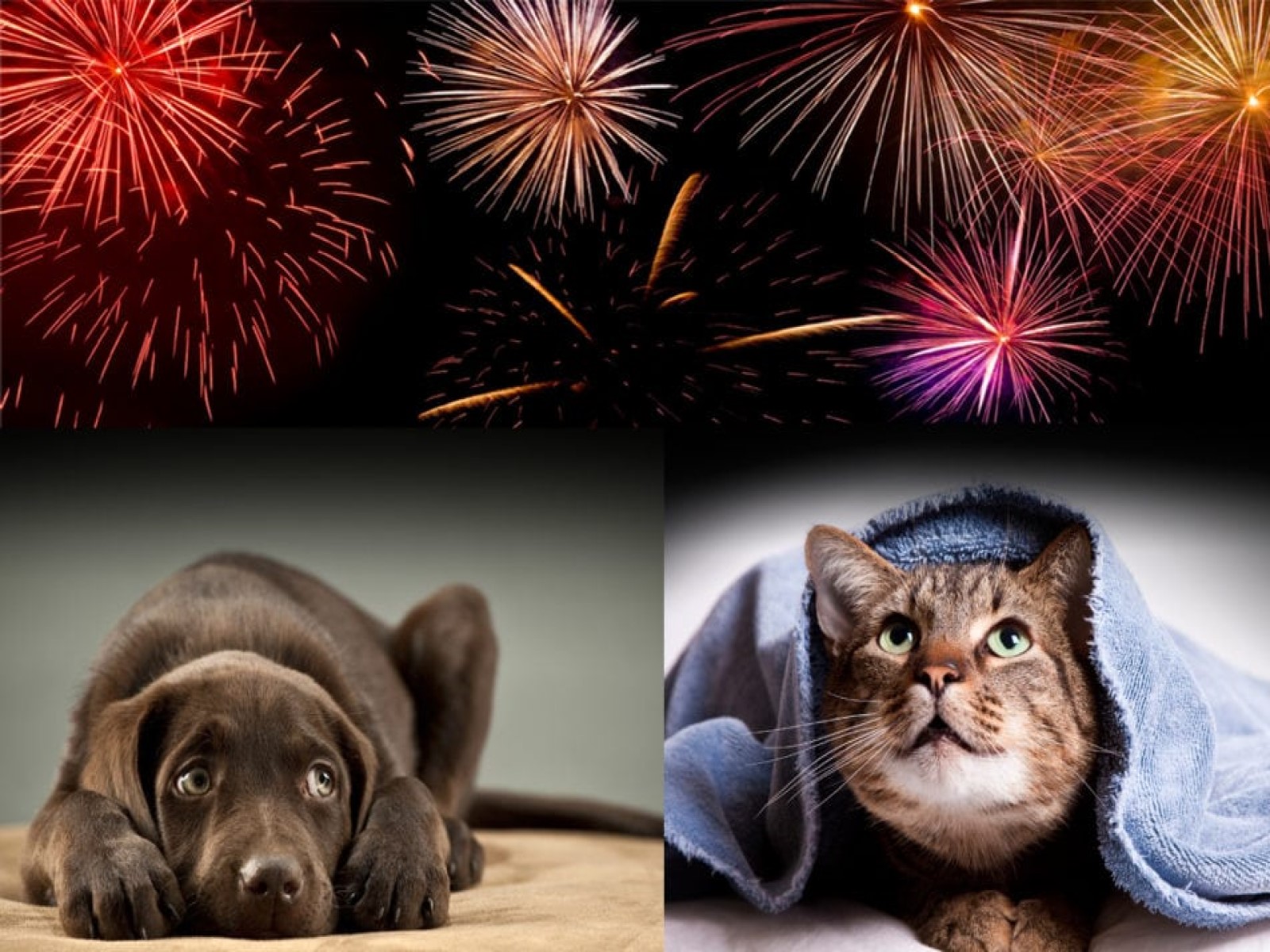 过年放鞭炮猫咪害怕怎么办？了解一下正确的处理方式