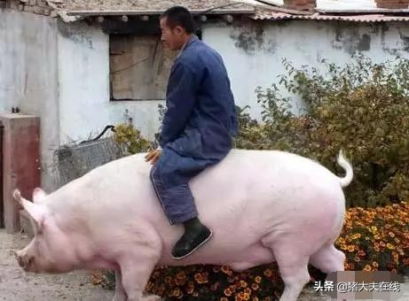 为什么母猪不怀孕,为什么母猪产仔不正常