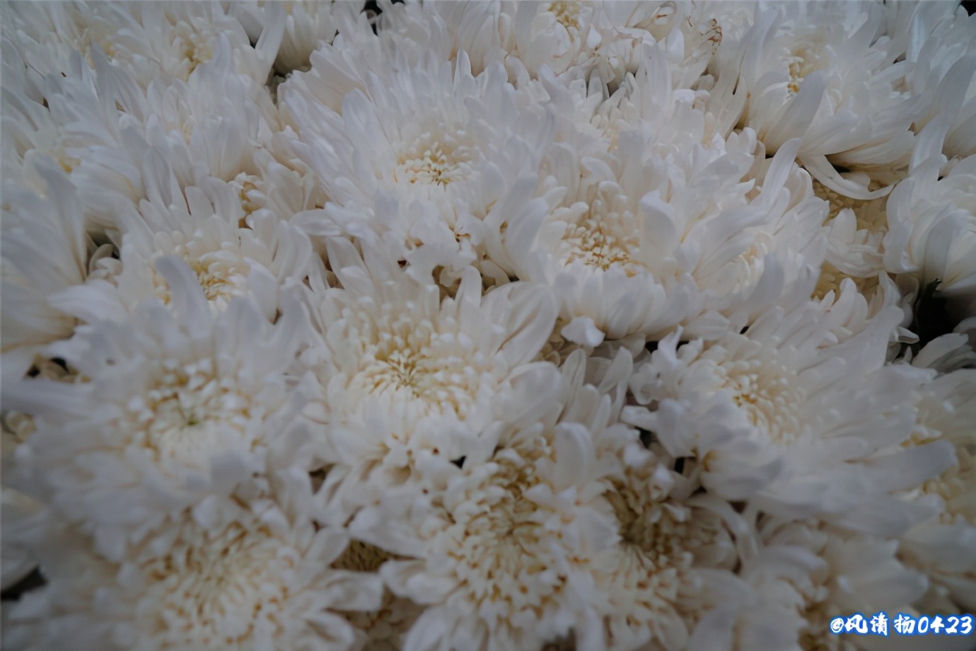 龙姓基因,龙基因斗鱼