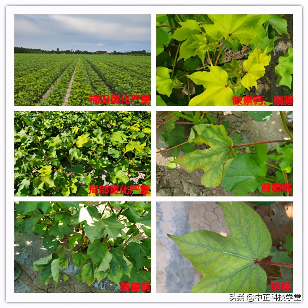 棉花缺肥的各种症状,棉花枯黄萎病怎么发生的