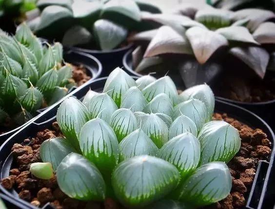 世界上最高贵最漂亮的花,世界上最名贵的花