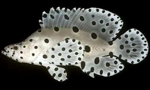 浙江石斑鱼料理,野生石斑鱼料理